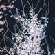Night Blossoms - old - old