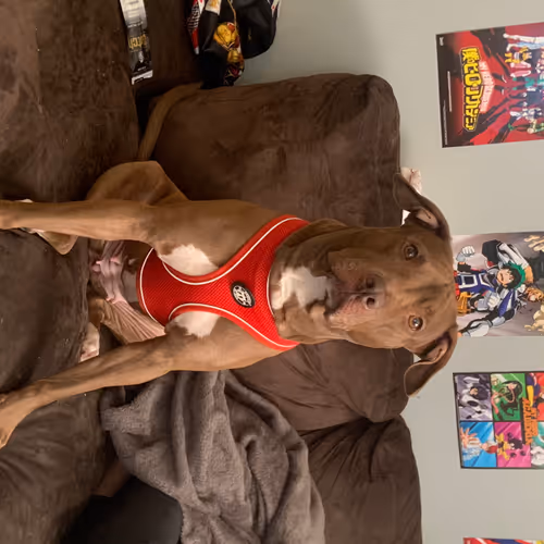 the KO collection - old