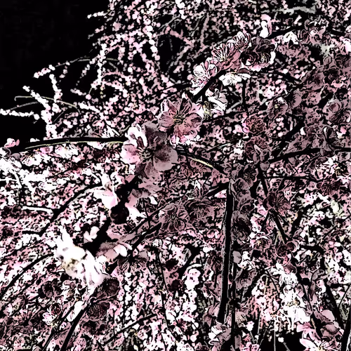 Night plum