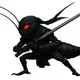 Ninja-Cricket