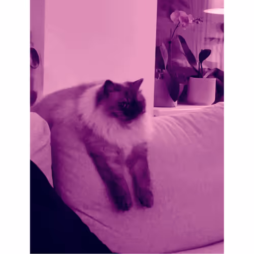 Nivea Kitty Collection