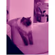 Nivea Kitty Collection