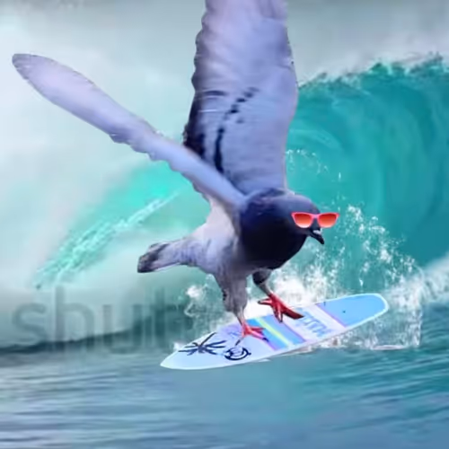 No Other Pigeon Like Me