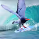No Other Pigeon Like Me