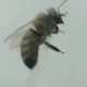 Nobody Can Bee You But You