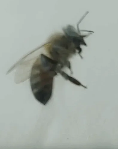 Nobody Can Bee You But You