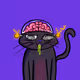 NOC CRYPTO CAT - old