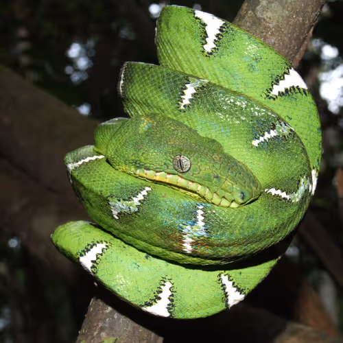 Nocturnal Creatures of the Amazon