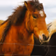 Noname Animals