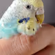 nono parrot