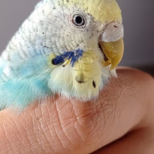 nono parrot