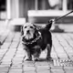 Swiss Train Station