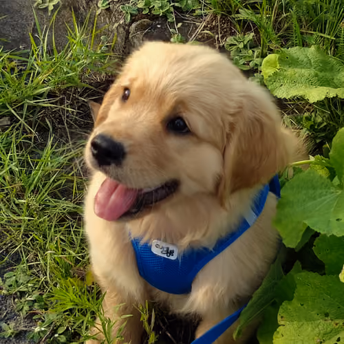 Doggo Tony