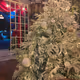 Normal tree