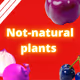 not-natural plants