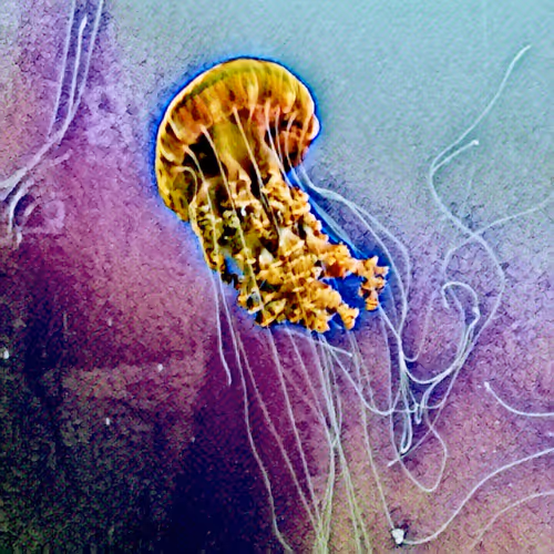 Marine Medusa