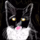 NOVA the cat