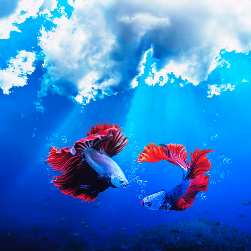 nunesdigitalmanipulation