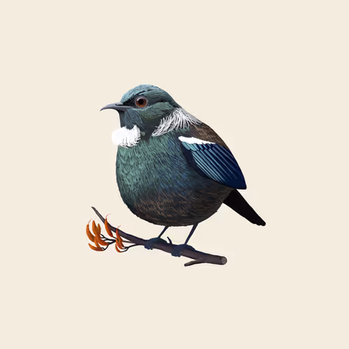 NZ NATIVE BIRDS - old
