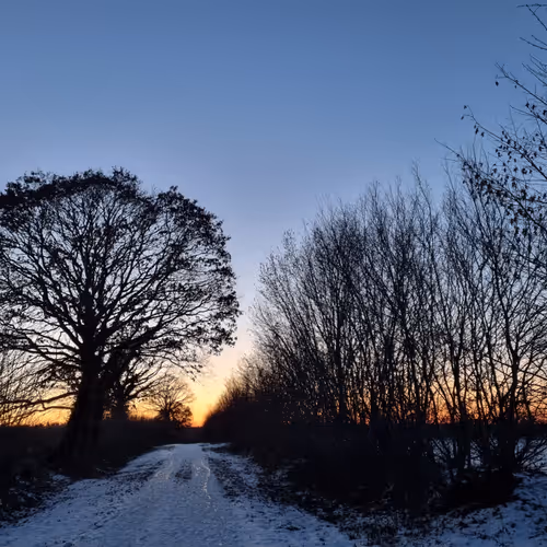 oak trees by regaman