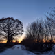 oak trees by regaman