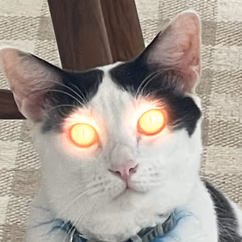 Buddy Cat Life Collection