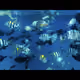 Ocean wildlife