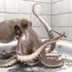 Octopus - H3LzAOxGx8