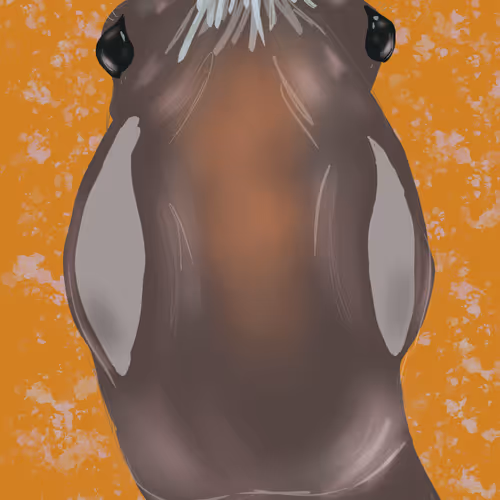 of horse