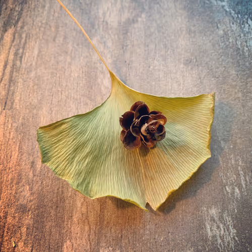 Ginko Leaf and Hemlock Cone