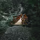 Real World Nature Collection - old