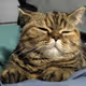 Olive Ukrainian Cat