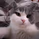 A Cat Named Dollar