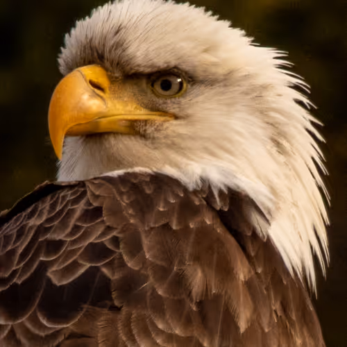 On the Wings of an Eagle - old