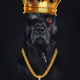 One eye dog