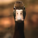 Only Ducks