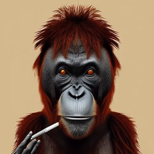 orang utan kalimantan indonesia