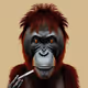 orang utan kalimantan indonesia