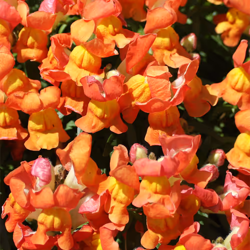 Orange and yellow sweet peas