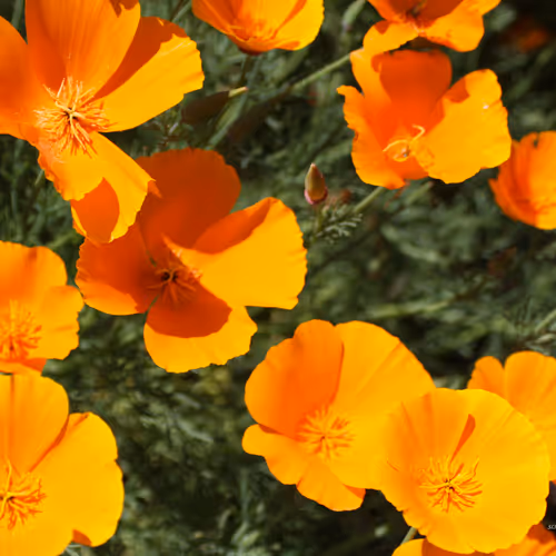 Orange flowers