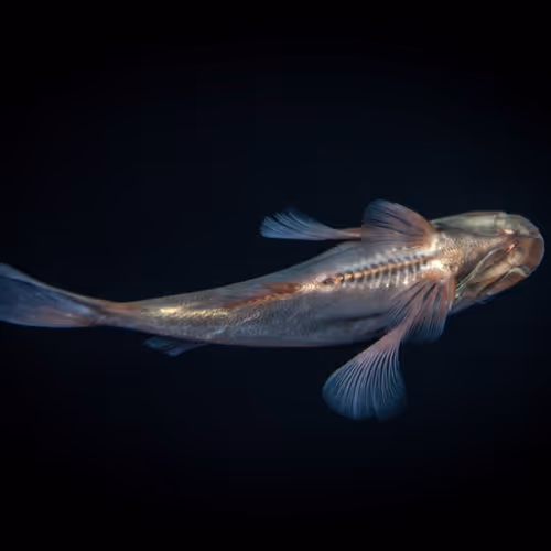 Orange Roughy