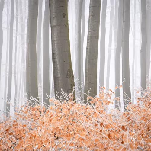 OrangeWoodland