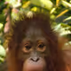 Orangutan Social Club