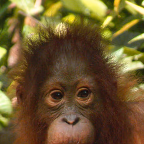 Orangutan Social Club