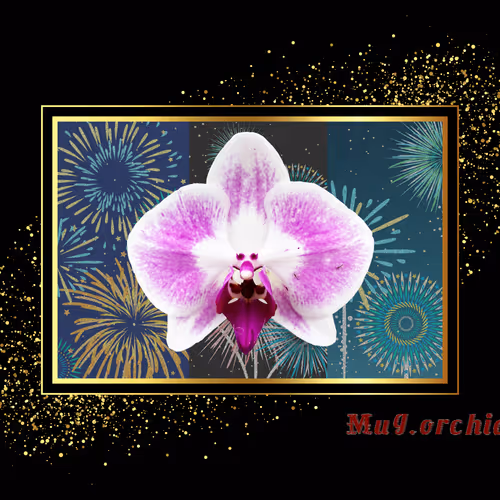 Orchid Firework.03