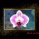 Orchid Firework.03