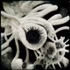 OrganicForms