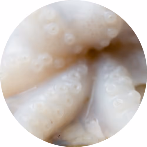 Organism, being and god of course