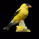 Origin - 2595VLDTLp