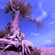 The Original Wishing Tree Collection
